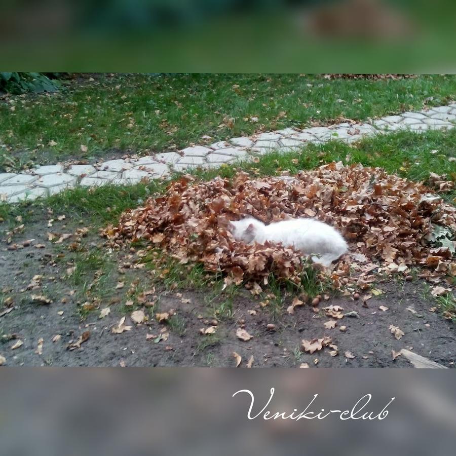 Hotel Veniki-Club Vorzel Zewnętrze zdjęcie